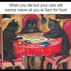 Meet your Posher, Antonette